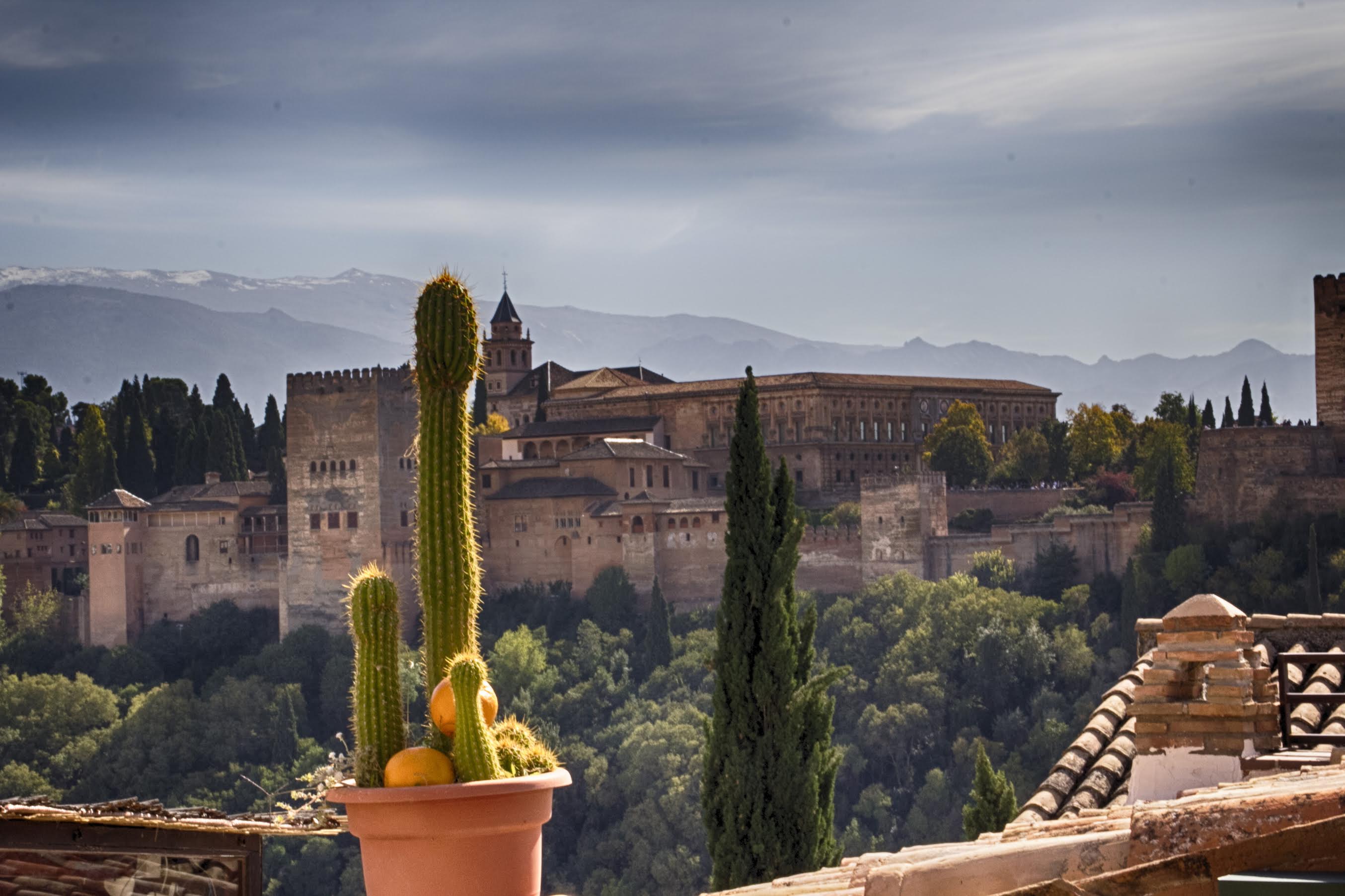 Cactus mirando a La Alhambra