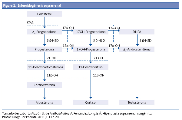 Figura 1. Esteroidogénesis suprarrenal