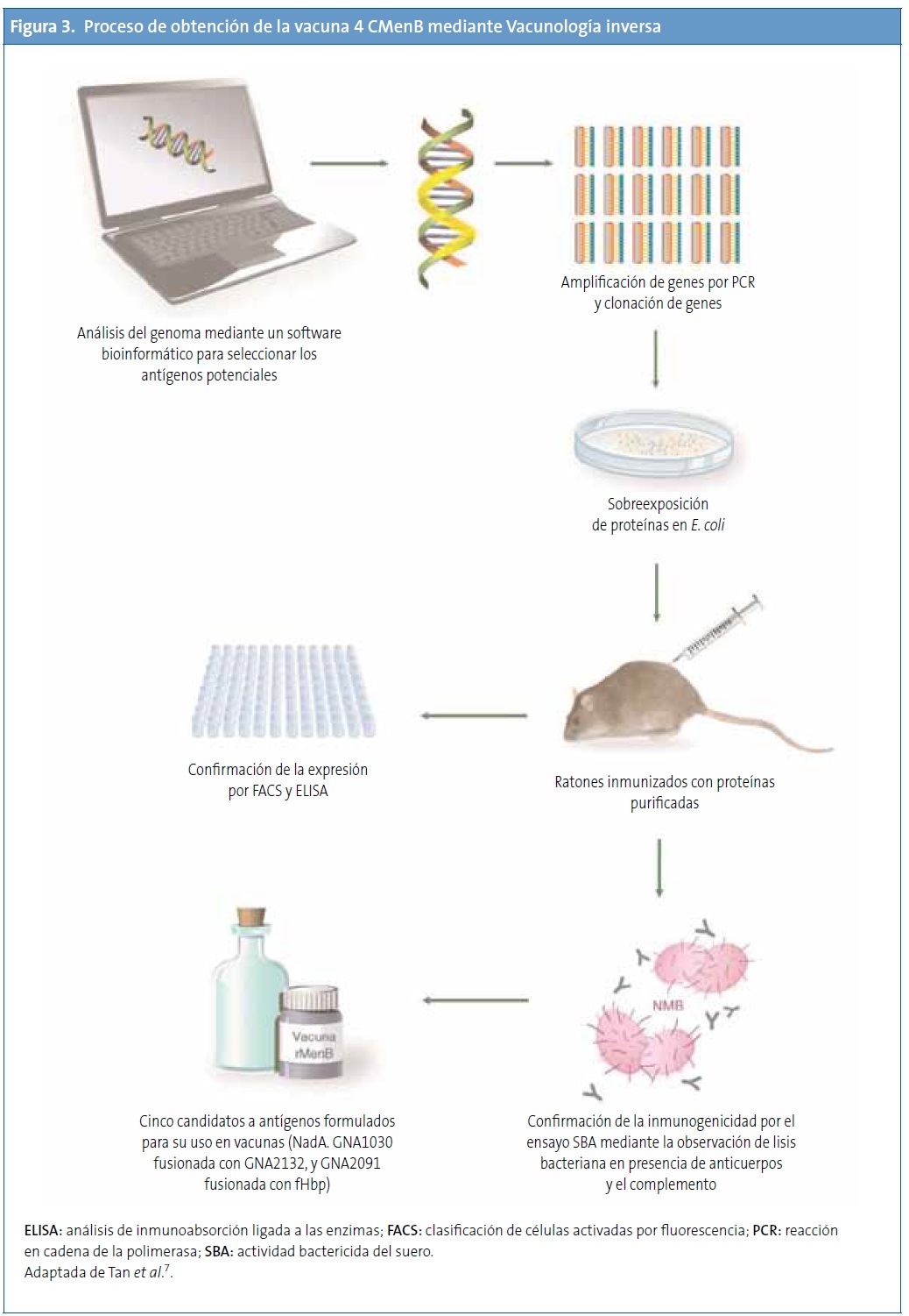 Figura 3. Proceso de obtención de la vacuna 4 CMenB mediante Vacunología inversa
