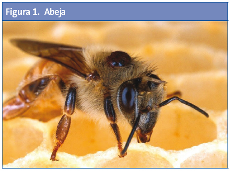 Figura 1. Abeja