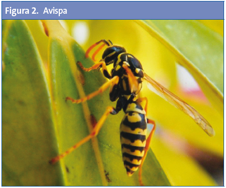 Figura 2. Avispa