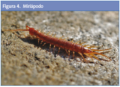 Figura 4. Miriápodo