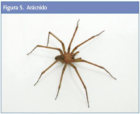 Figura 5. Arácnido