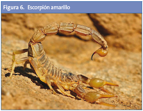 Figura 6. Escorpión amarillo