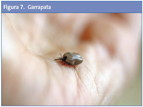 Figura 7. Garrapata