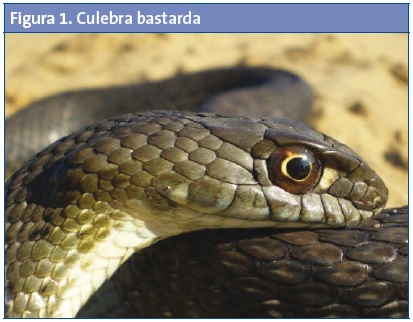 Figura 1. Culebra bastarda