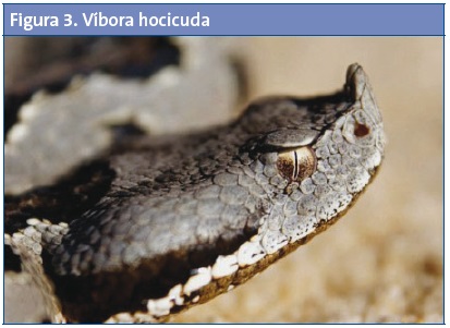 Figura 3. Víbora hocicuda