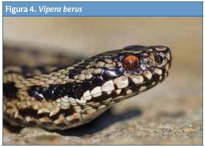 Figura 4. <i>Vípera berus</i>
