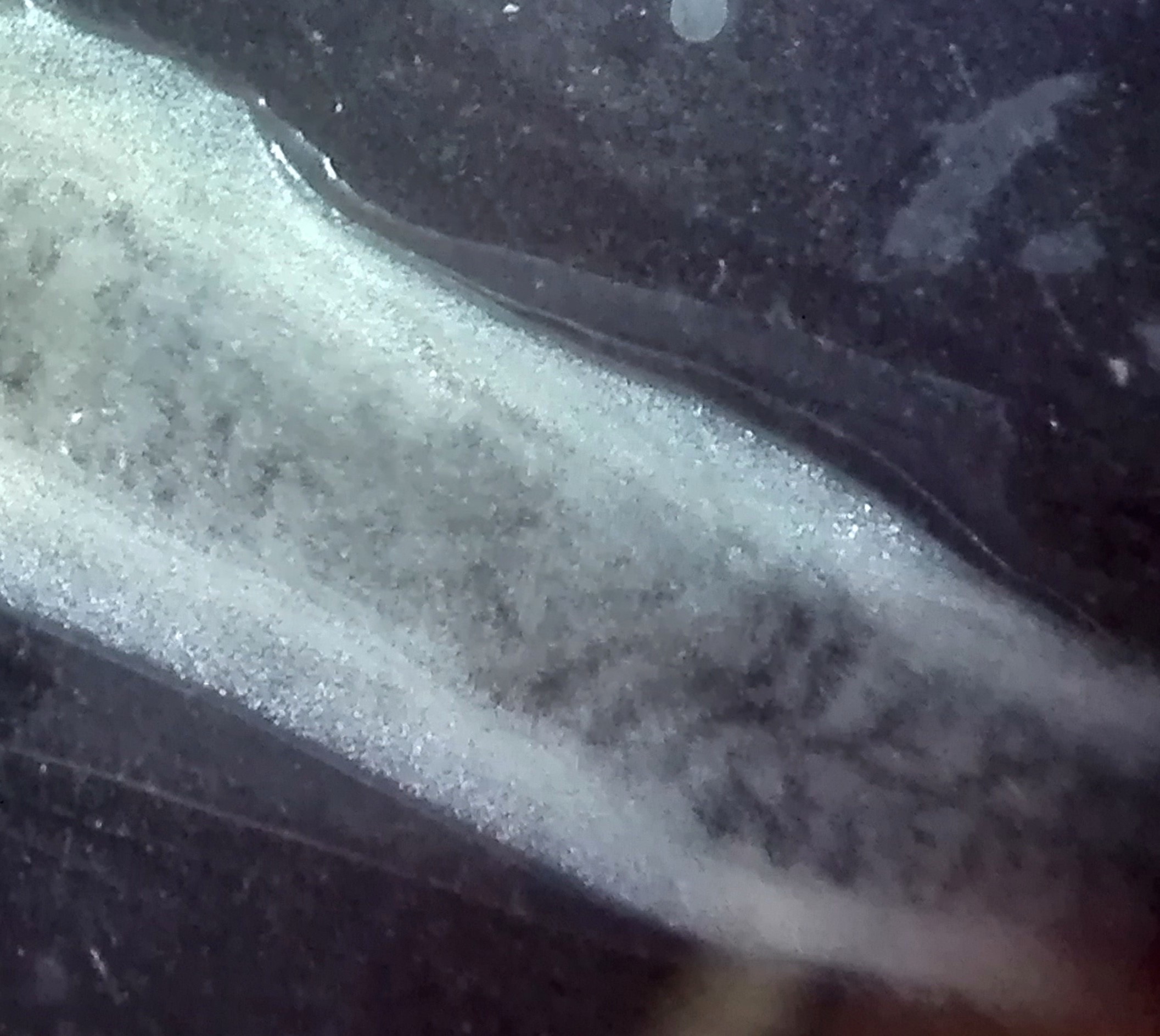 Figura 2. Proglótides de Taenia saginata vista al microscopio/lupa tras introducir tinta china en el estoma