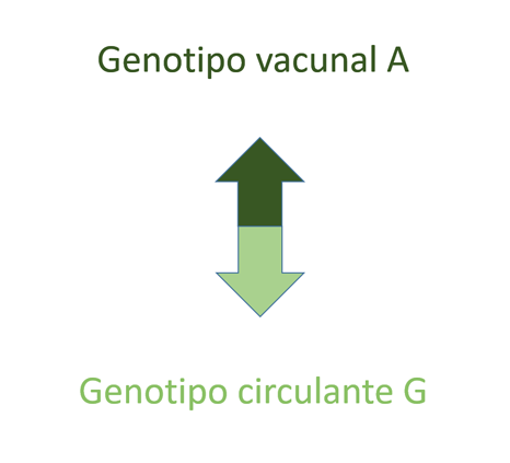 Figura 2. Diferencias entre la cepa vacunal y la cepa circulante que ocasiona brotes de parotiditis. Representación esquemática