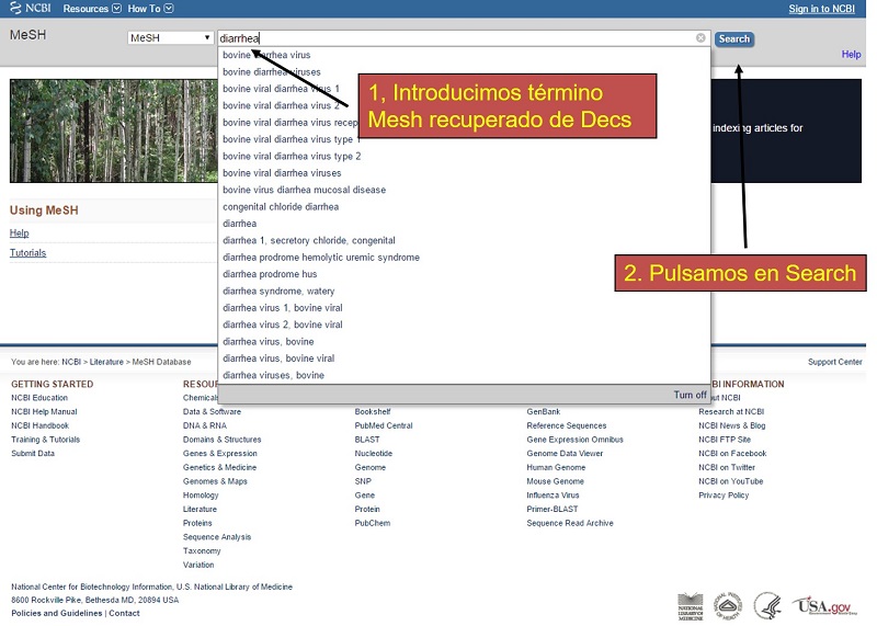 Figura 5. Búsqueda de términos MeSH