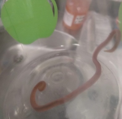 Figura 4. Fotografía del nemátodo responsable del proceso