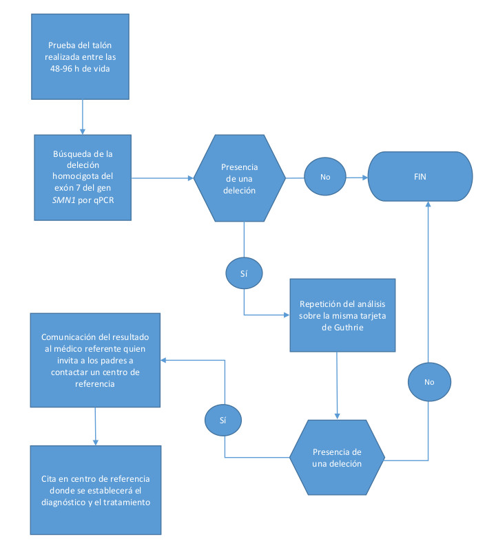 Figura 1. Algoritmo de cribado neonatal para la atrofia muscular espinal en la Federación Valonia-Bruselas