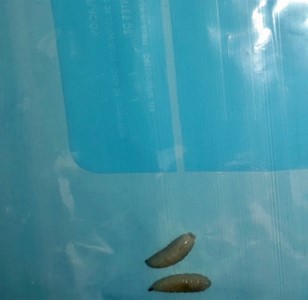 Figura 2. Larva de Musca domestica (familia Muscidae)